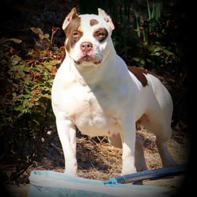 Read more about the article Topdog Bullies’ Cleo Piebald Chocolate Tri