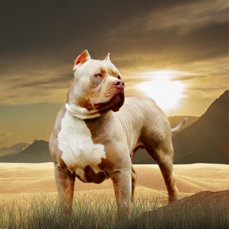 You are currently viewing Updates of Topdog Bullies’ El Cucuy