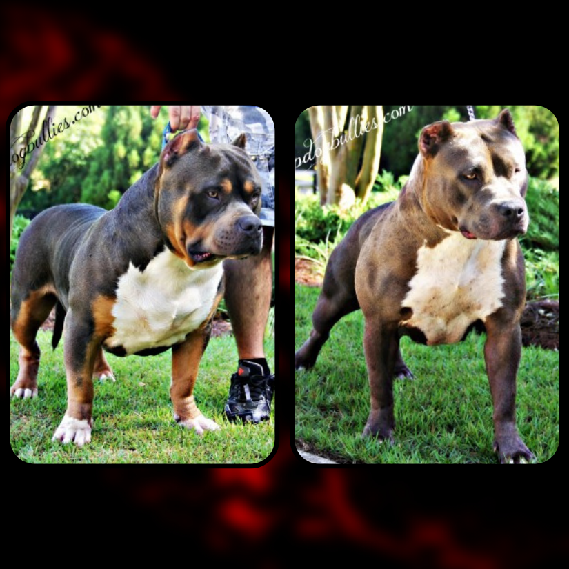 You are currently viewing Topdog Bullies XL Bully Productions