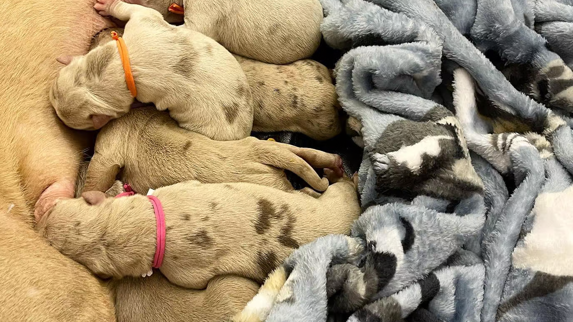 You are currently viewing Breeding the Color (Pattern) of Merle in XL Bullies and XXL Pitbulls