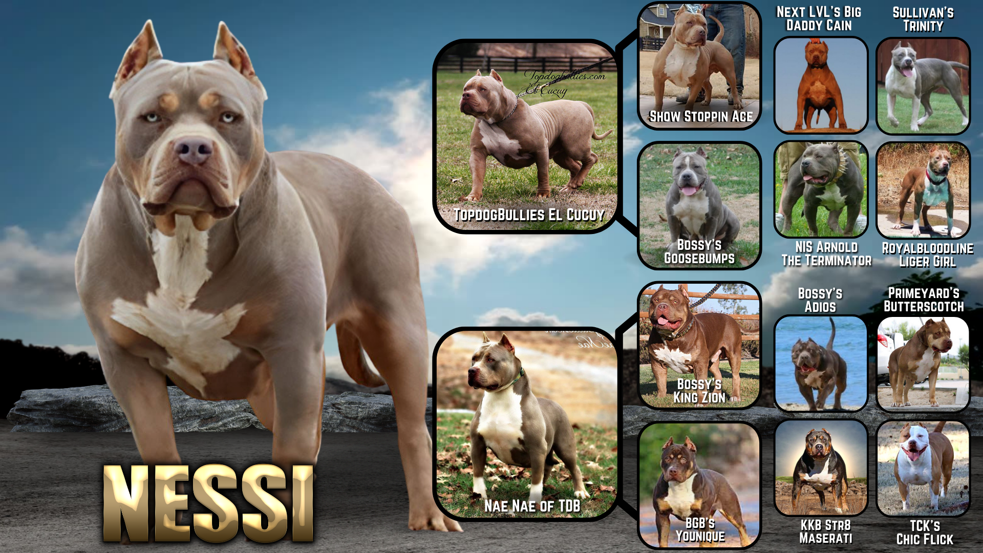 Nessi xl xxl lilac tri female bully pitbull for sale top breeder