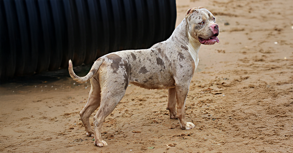 Topdogbullies Fleek is a stunning lilac tri merle Xl American Bully female at our XXL Bully XXL Pit Bull breeder kennel