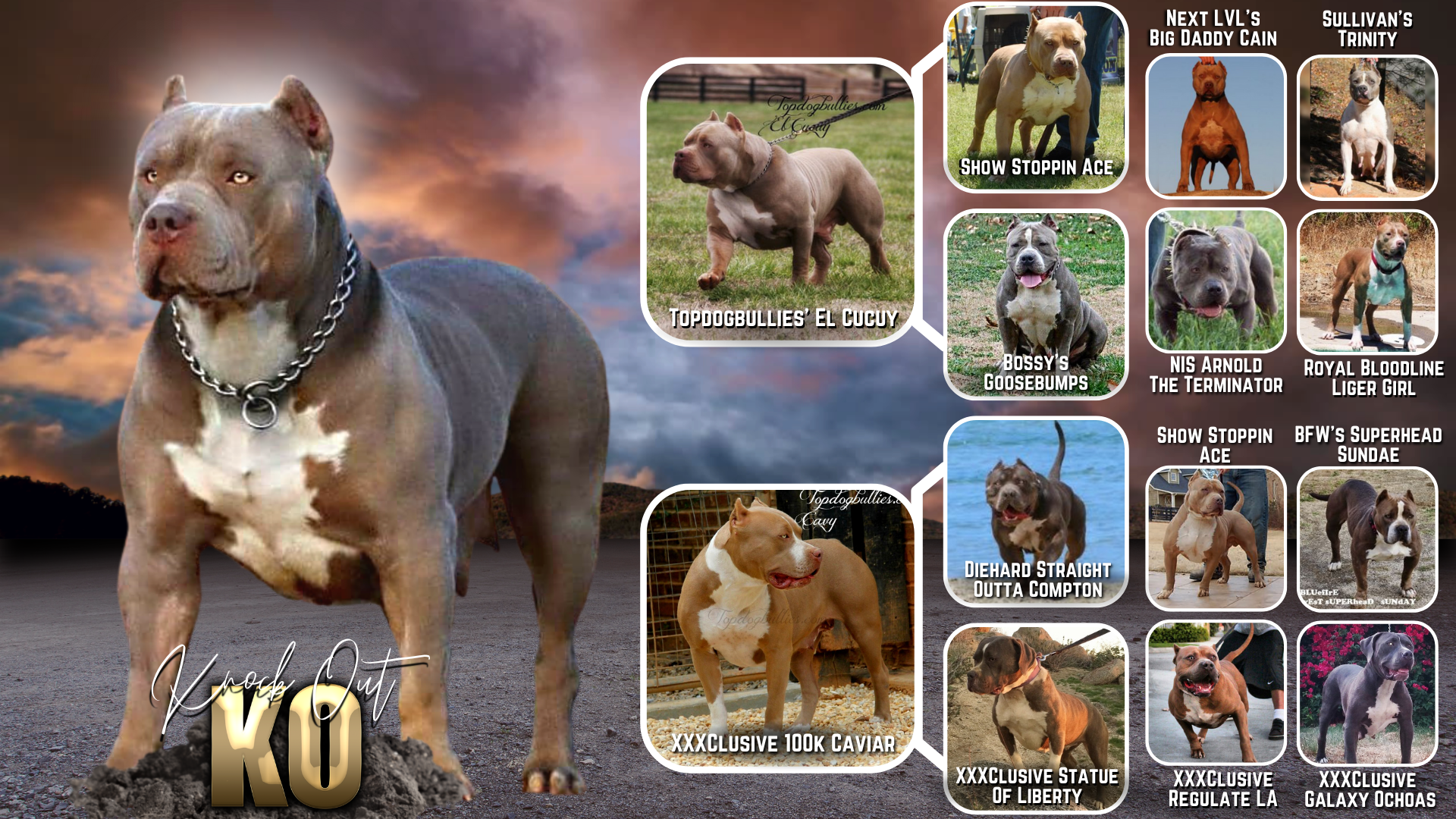 topdogbullies ko knock out lilac tri american bully female