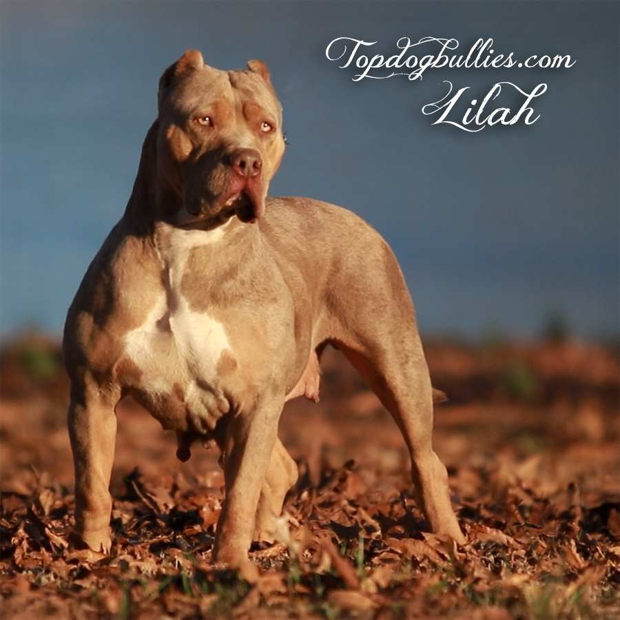 You are currently viewing Lilah