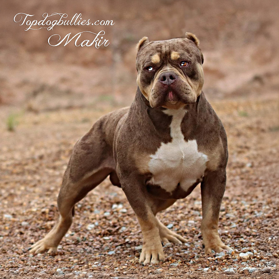 Topdog bullies Makir is a gorgeous chocolate merle tri XL Bully stud at our Bully breeding kennel in Tennessee