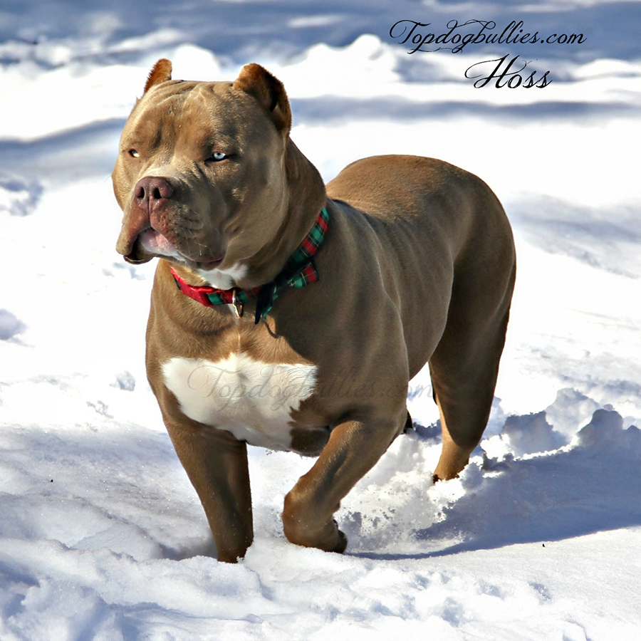 Read more about the article Hoss