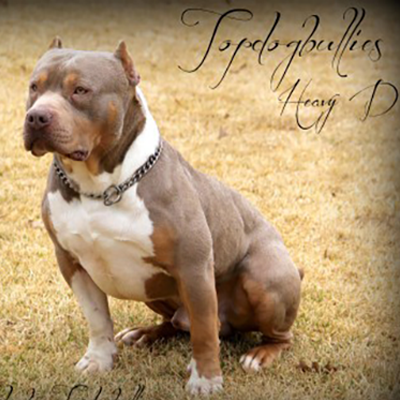 Read more about the article Adult XL American Bullies For Sale