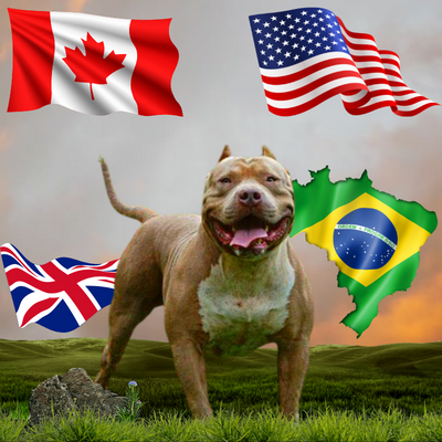Topdog Bullies Puppies in UK, Canada, & Brazil