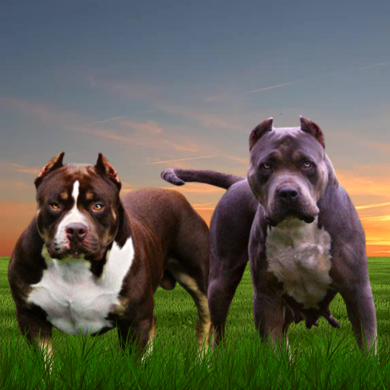 Read more about the article Blue Tri & Lilac Tri American Bully Puppies