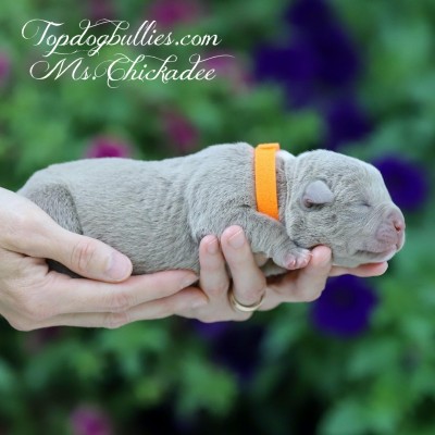 Read more about the article New American Bully Litter!