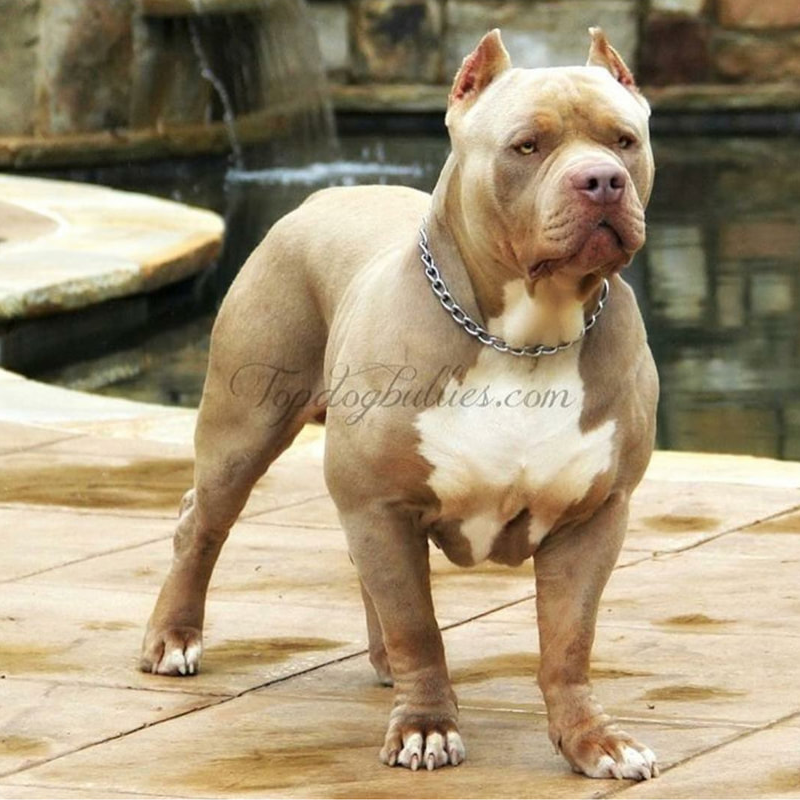 Read more about the article Topdog Bullies’ El Cucoy Sired Puppies!