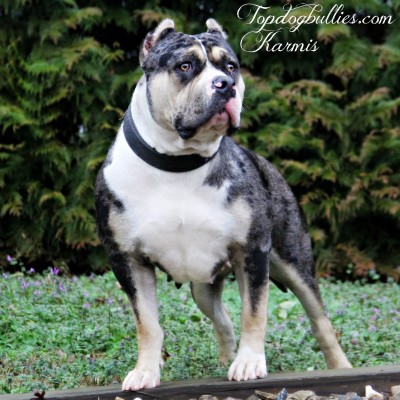 Read more about the article Our New Merle Tri Female Bully