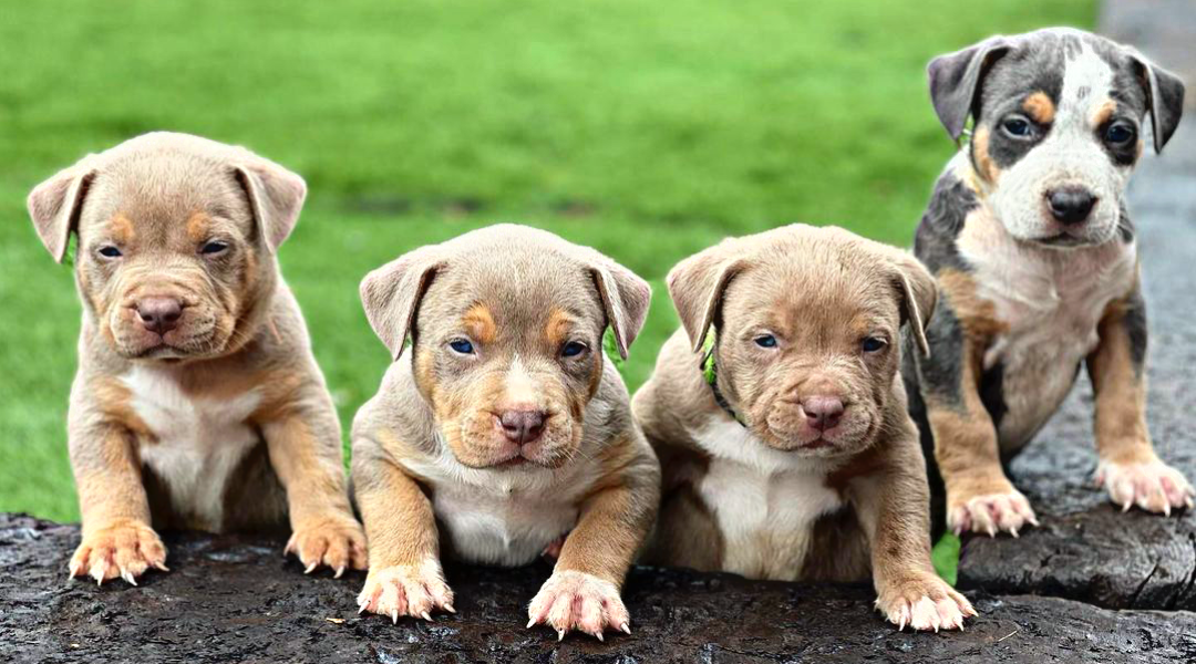 pitbull breeders and puppies for sale topdog bullies