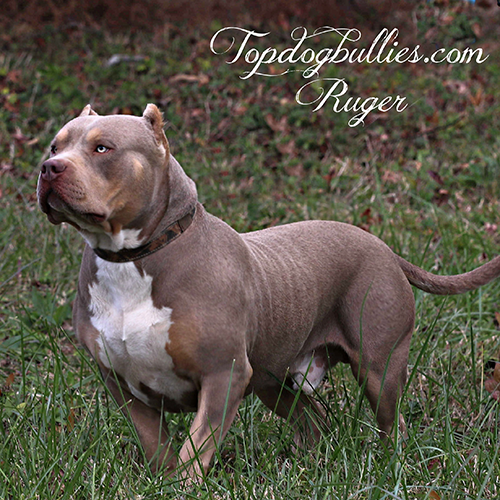 Read more about the article Ruger