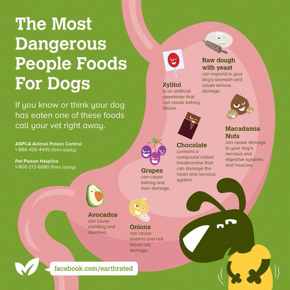 Read more about the article Dog Gone Bad Food
