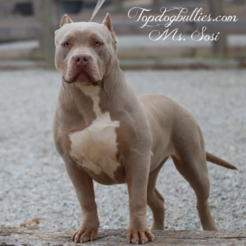 lilac tri xxl pitbull bully puppy near me for sale