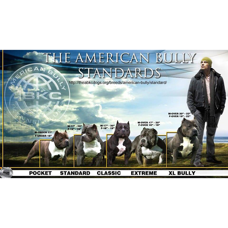 You are currently viewing American Bully Standards