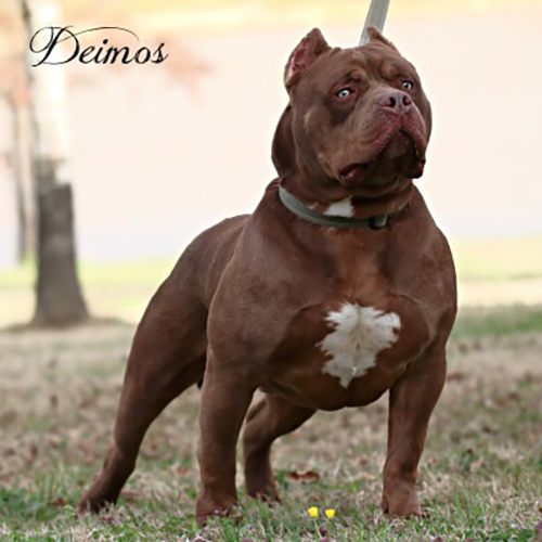You are currently viewing Deimos