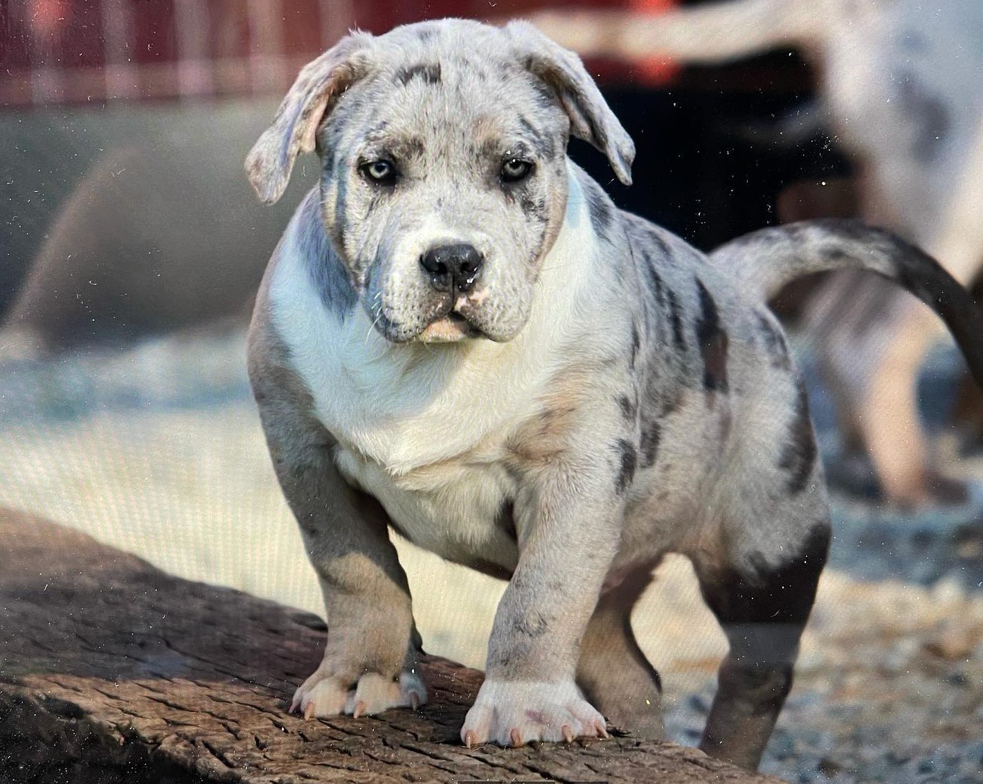 Lilac tri blue merle XL XXL American Bully Pitbull Pit puppies for sale Breeder Kennel Georgia