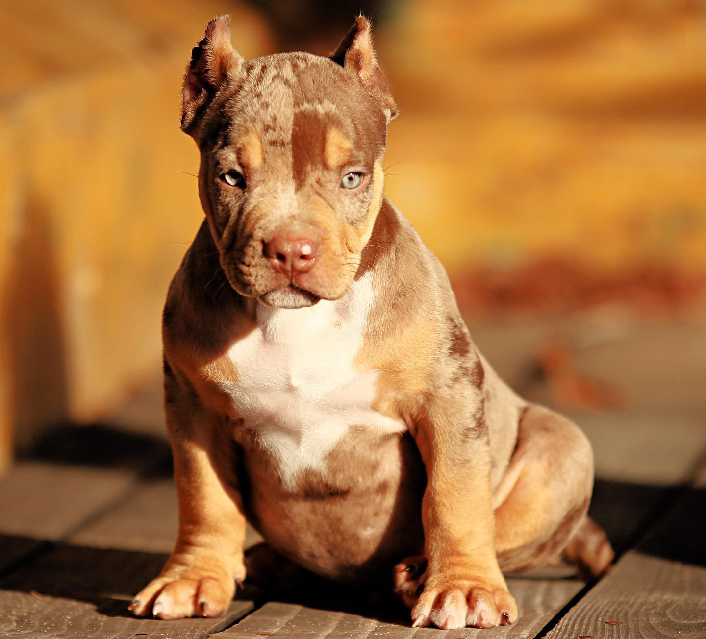 chocolate tri merle xl bullies for sale puppies New York