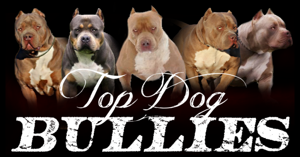 xl pitbull xxl bully breeder topdogbullies