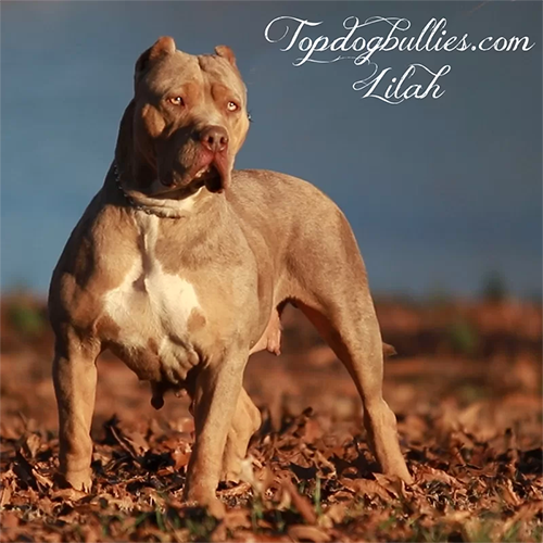 lilac-merle-topdogbullies-lylah copy