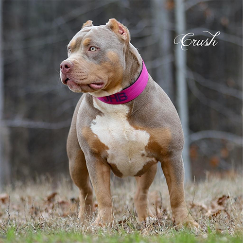 Topdogbullies XL & XXL American Bully & Pitbull Puppies