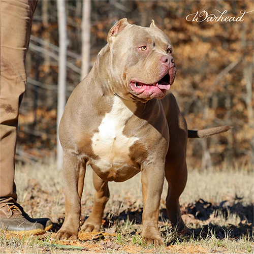 topdogbullies warhead lilac champagne xxl bullies for sale