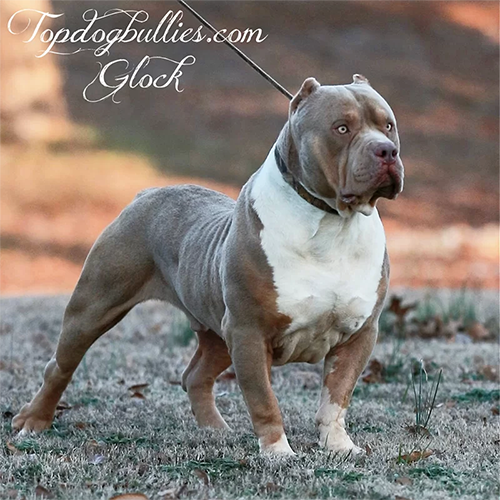 lilac tri topdogbullies glock xxl bully xxl pitbull stud gazing into the distance