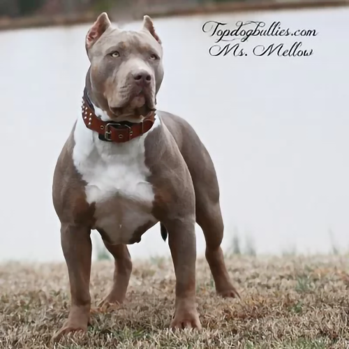 mellow-lilac-tri-xl-xxl-female-bully copy