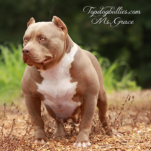 topdogbullies grace is a lilac tri xl american bully who is owned and produced by tdb in tennessee 2