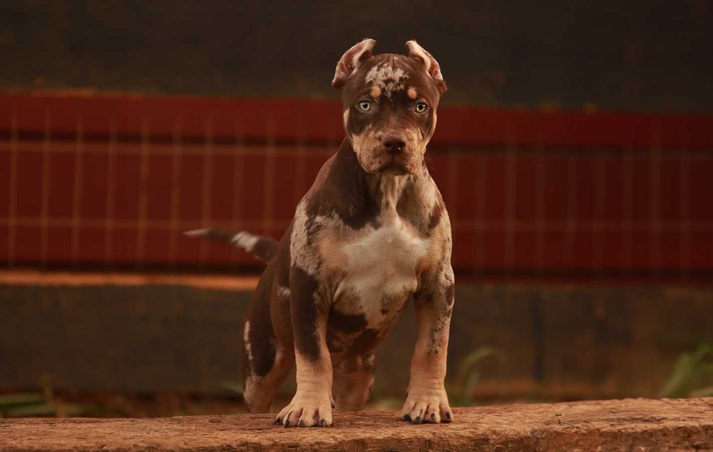 Chocolate merle tri xl bullies puppies xxl pitbull puppy for sale with topdogbullies of TN