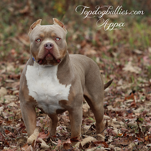 topdogbullies apex is an upcoming xxl bully stud who is lilac tri and has puppies for sale