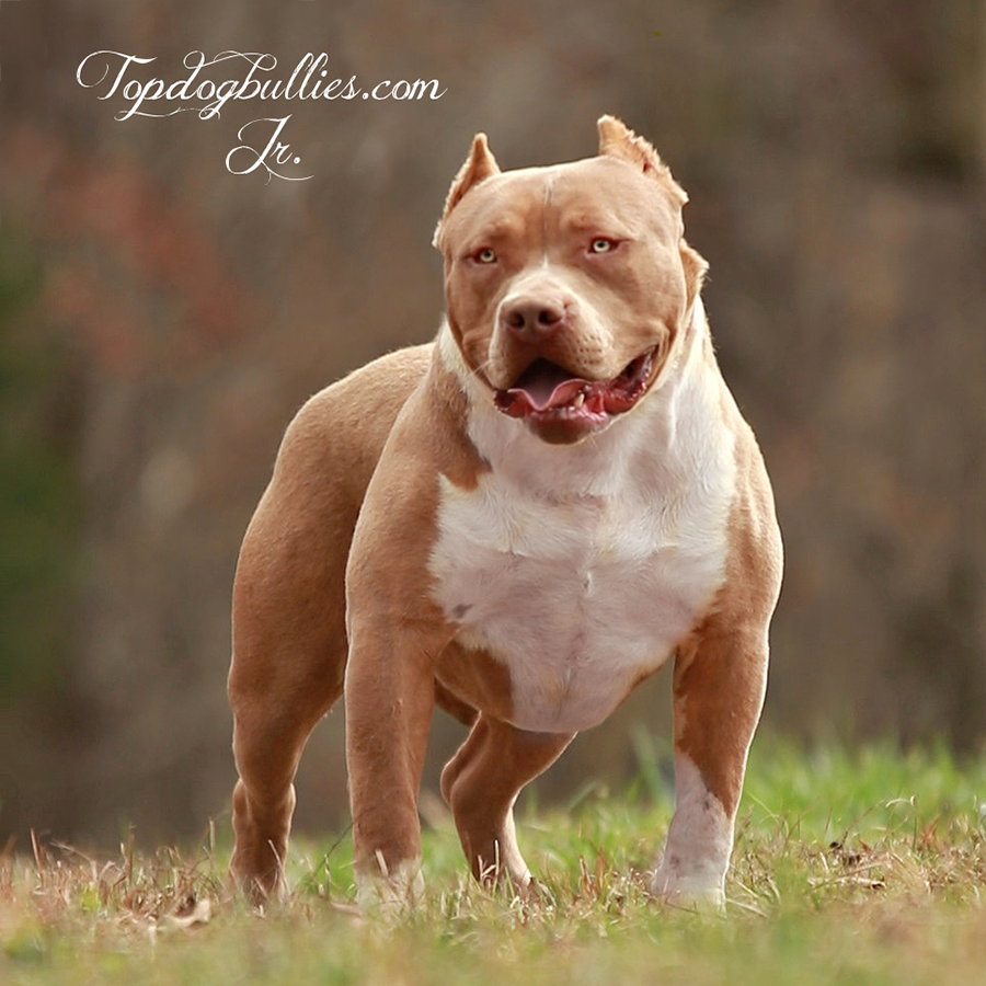 chocolate tri american bully Archives XXL Biggest Pitbulls American Bully Breeder Kennel Tri Puppies For Sale Massive American Bully