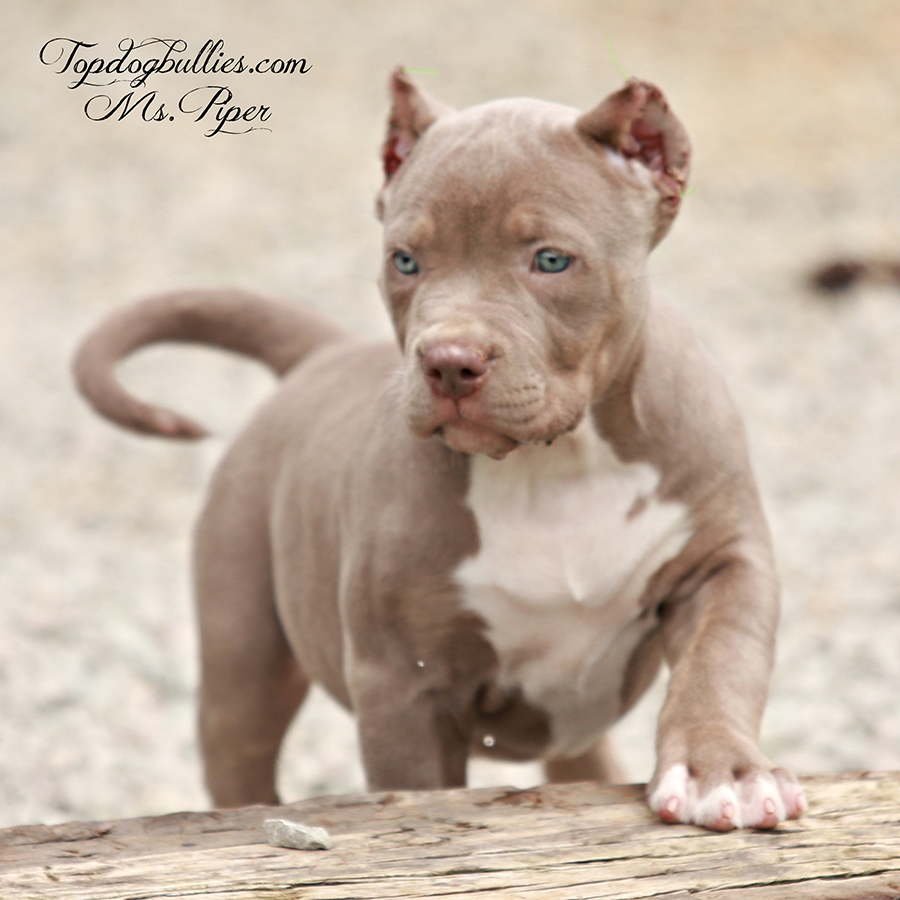 Topdogbullies XL & XXL American Bully & Pitbull Puppies