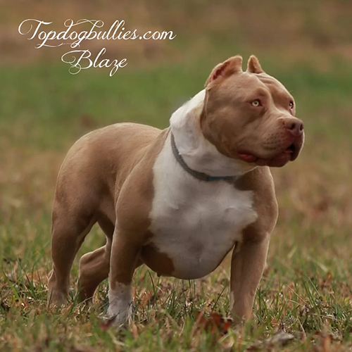 blaze xl xxl amerian bully for sale female