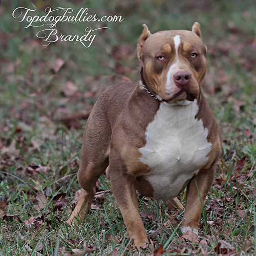 chocolate tri xxl bully pitbull topdogbullies brandy