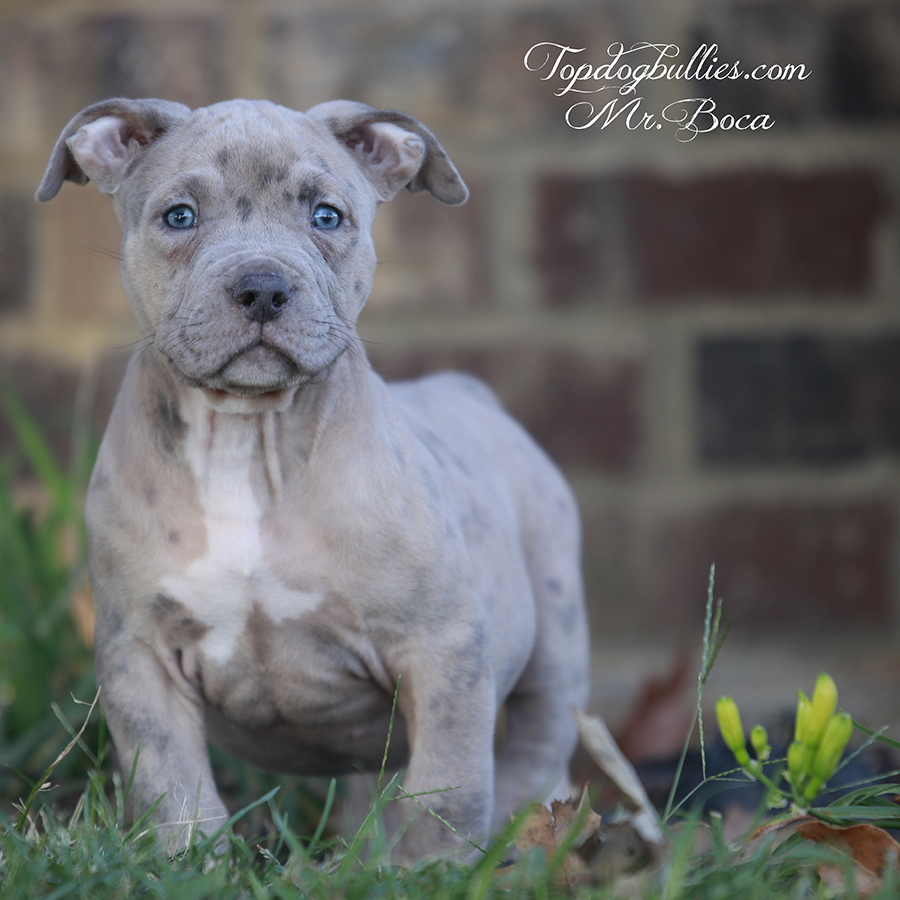 Topdogbullies XL XXL American Bully Pitbull Puppies