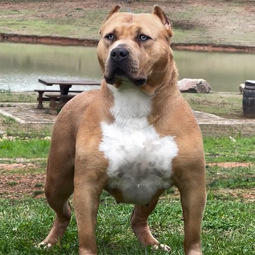 topdog bullies kona is a fawn xxl bully dogs