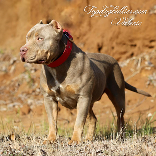 topdogbullies Valerie lilac tri xxl american bully female bully pitbull TN