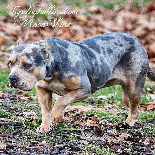 moonshine blue merle tri xl female for sale near me