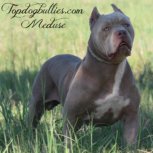 topdogbullies meduse