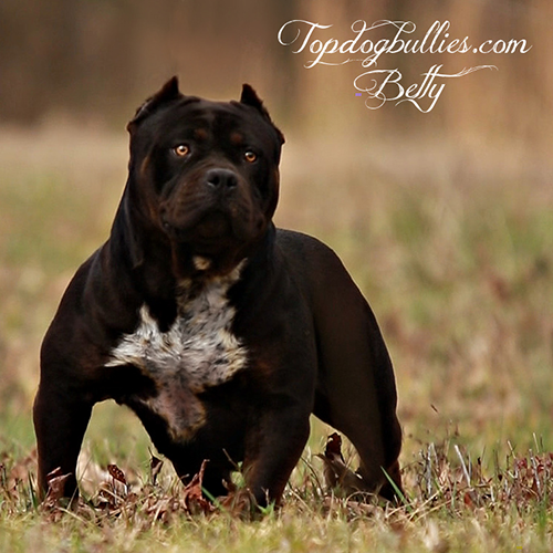 betty black pitbull american bully for sale near me