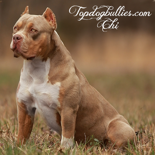 chi xxl american bully dog