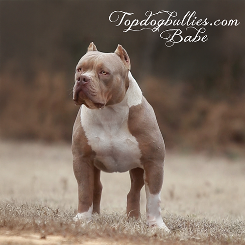 topdogbullies babe lilac tri american pitbull bully xl for sale