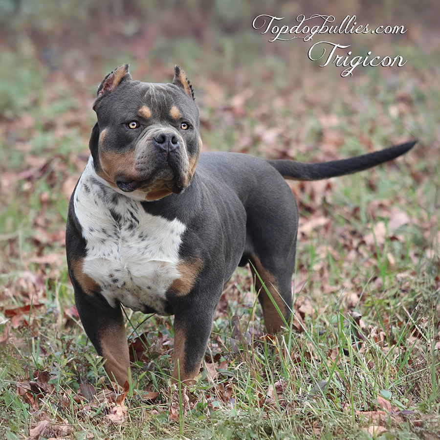 Topdog Bullies Trigicon is a blue tri XXL Bully stud at Topdogbullies XL Pitbull breeding kennel