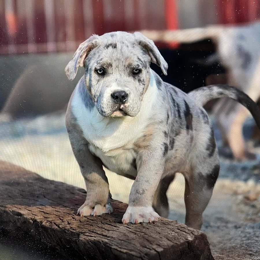 Lilac tri Blue merle XL XXL American Bully Pitbull Pit puppies for sale Bully Breeder and Kennel in GA Georgia