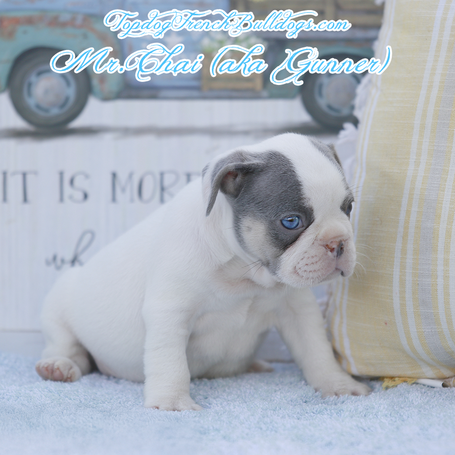 Mr Chai is a very tiny lilac and tan lilac tri pied Frenchie puppy. He will grow up to be a mini French Bulldog. For sale in Chattanooga, Tennessee