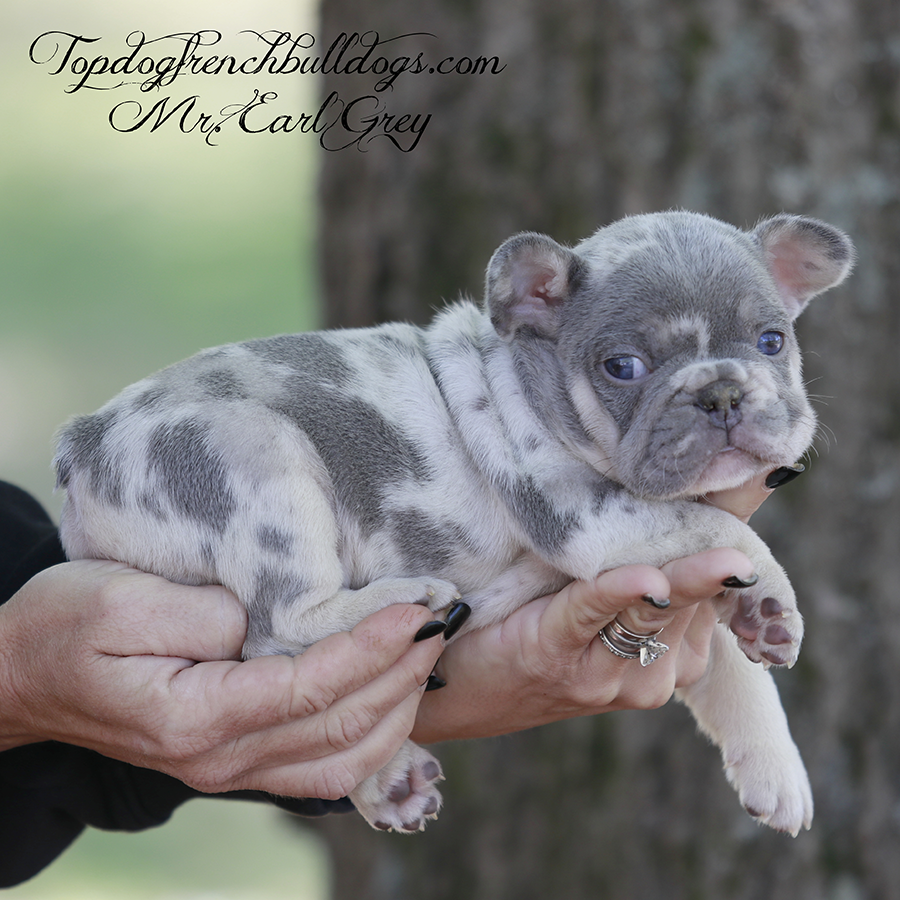 Mr Earl Grey is a silvery lilac tri lilac and tan merle teacup Frenchie puppy for sale in Nashville Tennessee