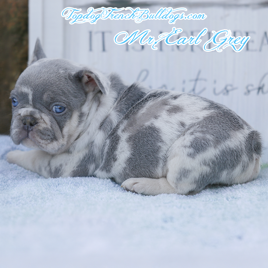 Mr Earl Grey is a silvery lilac tri merle lilac and tan merle or blue merle teacup Frenchie puppy for sale in Nashville Tennessee